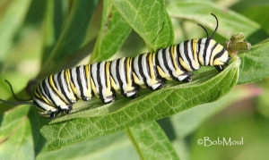 Butterfly Growth Stages