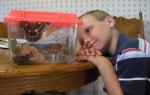 Viewing a Cecropia Moth