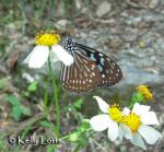 Danaid species (subfamily Danainae)