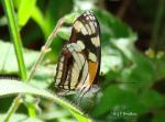 (Erisia clio)