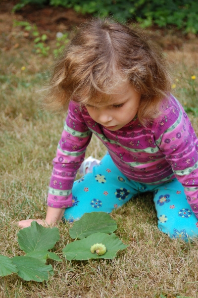 Looking at a Caterpillar