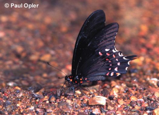 Pink-spotted Swallowtail (Papilio pharnaces)