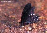 Pink-spotted Swallowtail (Papilio pharnaces)
