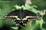 Black Swallowtail (Papilio polyxenes)