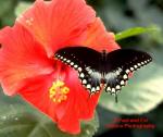 Spicebush Swallowtail (Papilio troilus)