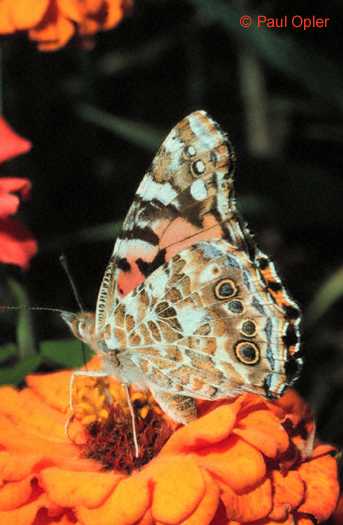 Painted Lady (Vanessa cardui) Painted Lady (Vanessa cardui)